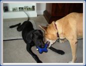 Cleo and Heidi Playing